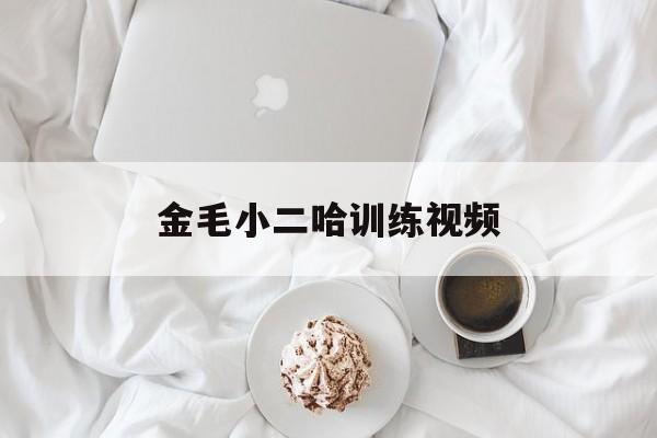 金毛小二哈训练视频(金毛小二哈训练视频大全)