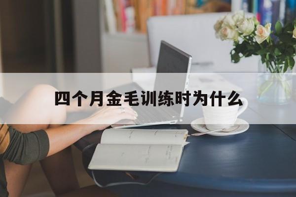 四个月金毛训练时为什么(4个月的金毛怎么训练大小便)