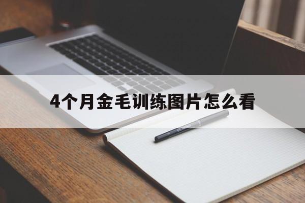4个月金毛训练图片怎么看(四个月金毛怎么训练才听话的)