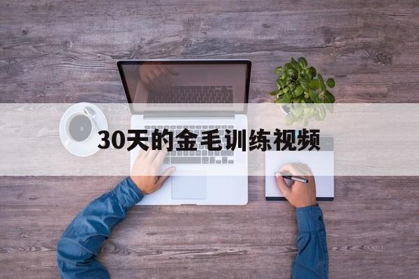 30天的金毛训练视频(训练一个月的小金毛视频教学视频)