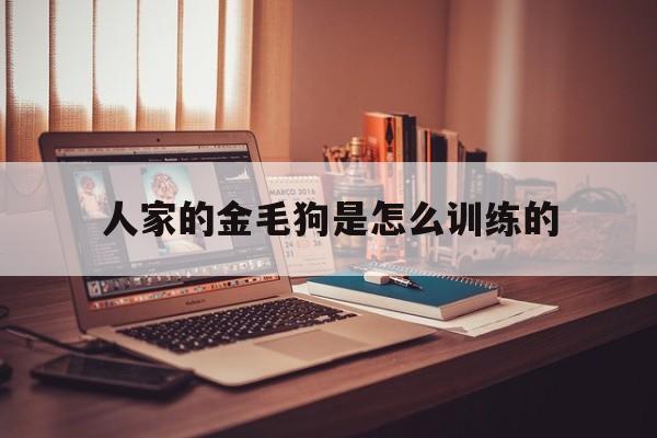 人家的金毛狗是怎么训练的(金毛怎么训练才听话的才认主)