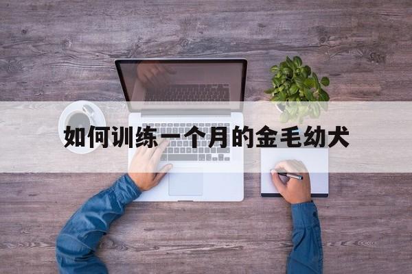 如何训练一个月的金毛幼犬(如何训练一个月的金毛幼犬大小便)