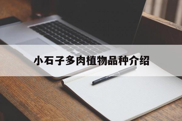小石子多肉植物品种介绍(小石子多肉植物品种介绍图)