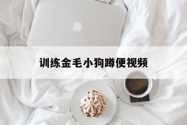 训练金毛小狗蹲便视频(三年后的金毛怎么训练蹲马桶)