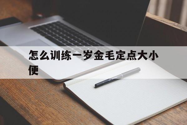 怎么训练一岁金毛定点大小便(怎么训练一岁金毛定点大小便呢)