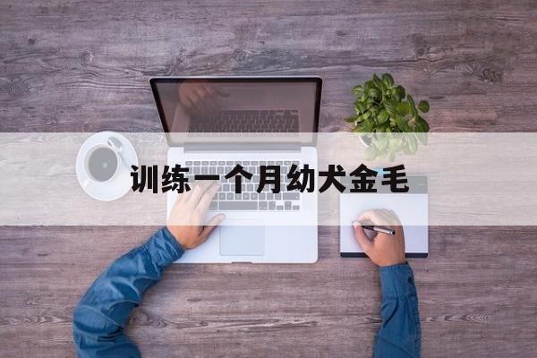 训练一个月幼犬金毛(训练一个月幼犬金毛怎么训练)