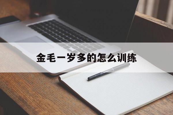 金毛一岁多的怎么训练(金毛犬一岁了还能训出来吗)