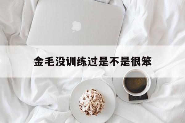 金毛没训练过是不是很笨(金毛小时候没训练长大了会听话吗)