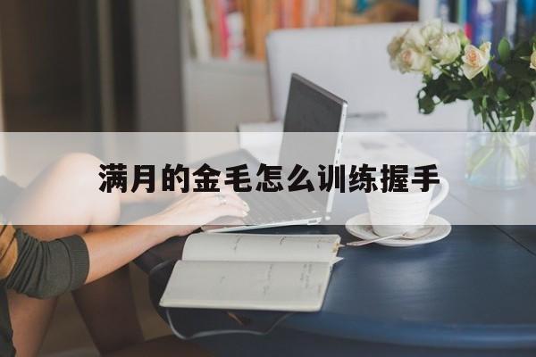 满月的金毛怎么训练握手(满月的金毛怎么训练握手视频)