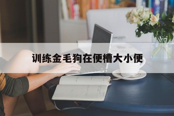 训练金毛狗在便槽大小便(金毛训练大小便定点视频教程全集)