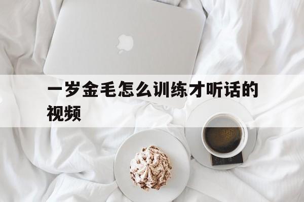 一岁金毛怎么训练才听话的视频(金毛狗一岁了怎么训练能听懂人话)