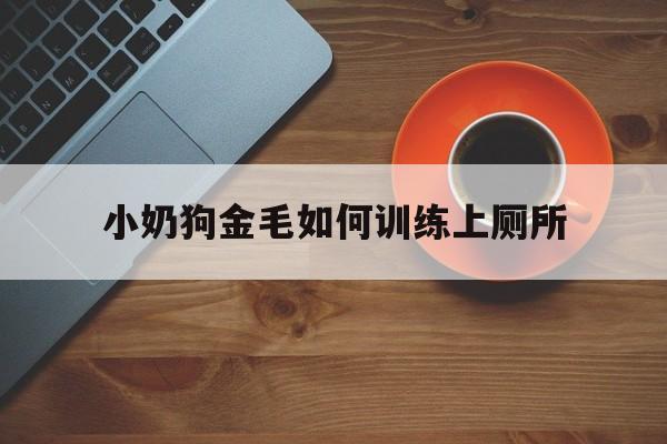 小奶狗金毛如何训练上厕所(怎样训小金毛不到处乱拉乱尿)