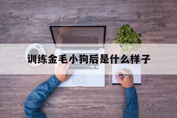 训练金毛小狗后是什么样子(训练金毛犬有哪二十九个动作?)