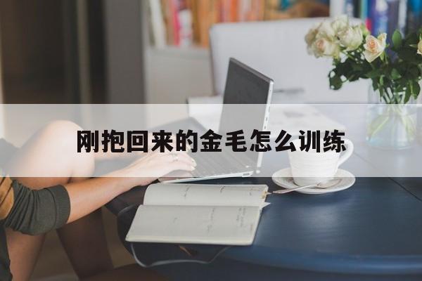 刚抱回来的金毛怎么训练(刚抱回来的金毛怎么训练大小便呢)