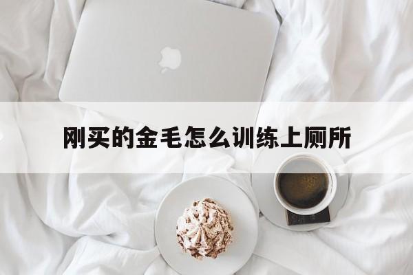 刚买的金毛怎么训练上厕所(金毛怎么训练不在家拉屎撒尿)