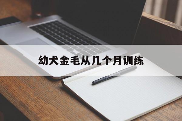 幼犬金毛从几个月训练(幼犬金毛从几个月训练最好)