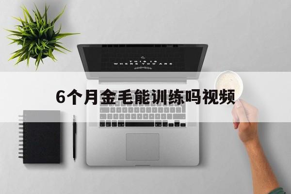 6个月金毛能训练吗视频(六个月金毛怎么训练大小便)