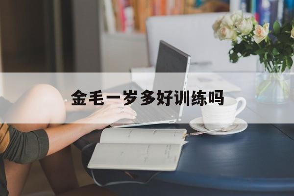 金毛一岁多好训练吗(金毛犬一岁了还能训出来吗)