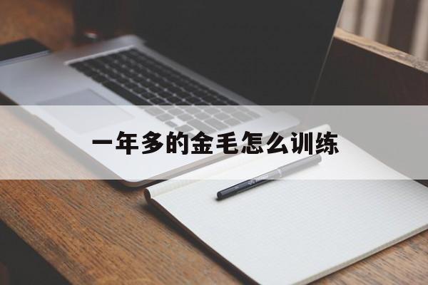 一年多的金毛怎么训练(一年以上的金毛好不好养)