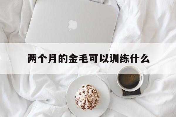 两个月的金毛可以训练什么(两个月金毛怎么训练才听话的)