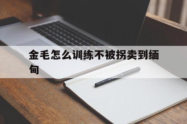 金毛怎么训练不被拐卖到缅甸(金毛怎么训练不被拐卖到缅甸去)