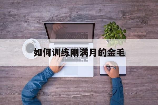 如何训练刚满月的金毛(一个多月金毛怎么训练排便)