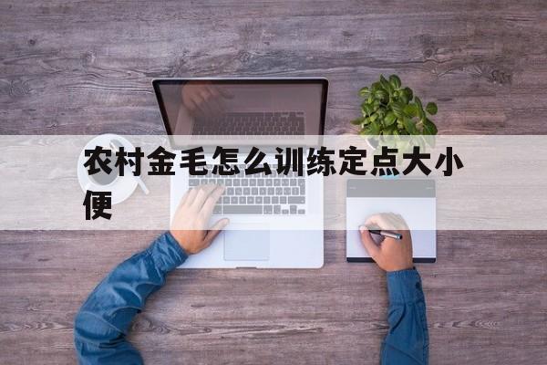 农村金毛怎么训练定点大小便的简单介绍