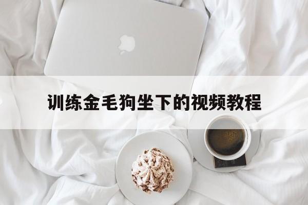 训练金毛狗坐下的视频教程(训练金毛狗坐下的视频教程大全)