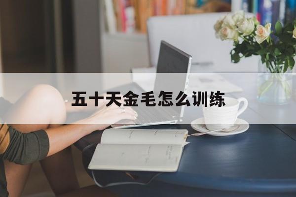 五十天金毛怎么训练(五十多天的金毛幼犬怎么喂养)