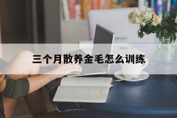 三个月散养金毛怎么训练(三个月散养金毛怎么训练视频)