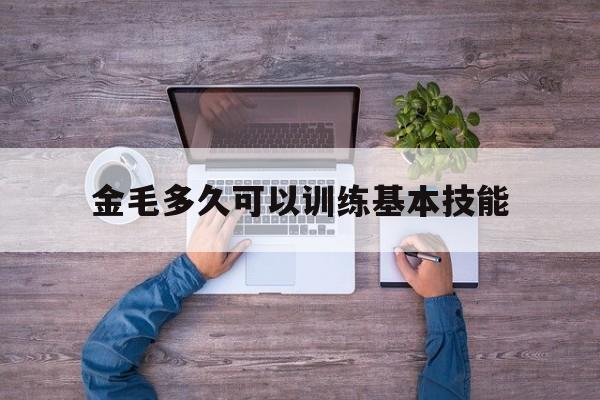 金毛多久可以训练基本技能(金毛几个月开始训练比较合适)