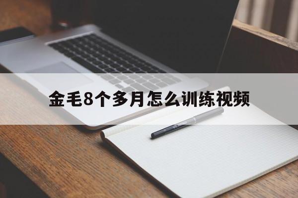 金毛8个多月怎么训练视频(金毛8个多月怎么训练视频大全)