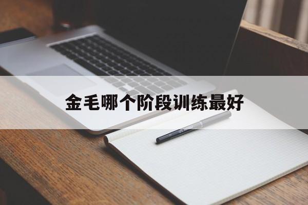 金毛哪个阶段训练最好(金毛从什么时候开始训练比较好)