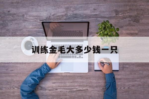 训练金毛大多少钱一只(训练金毛的视频教程全集)