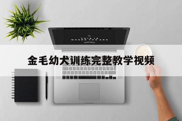 金毛幼犬训练完整教学视频(金毛幼犬训练完整教学视频全集)