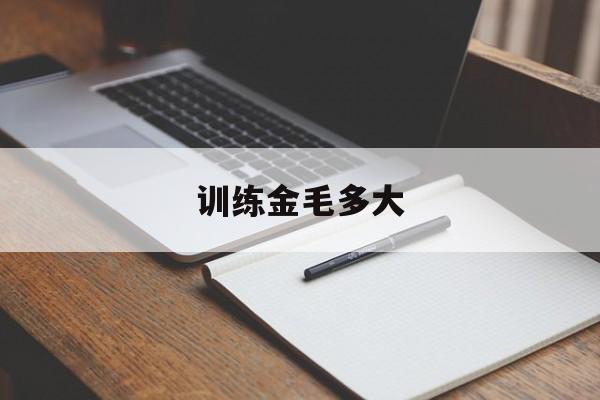 训练金毛多大(金毛训练多少钱可以训)