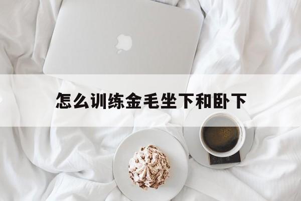 怎么训练金毛坐下和卧下(怎么训练金毛坐下和卧下视频)