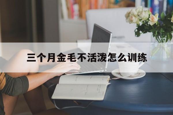 三个月金毛不活泼怎么训练(三个月的金毛怎么训练不乱叫)