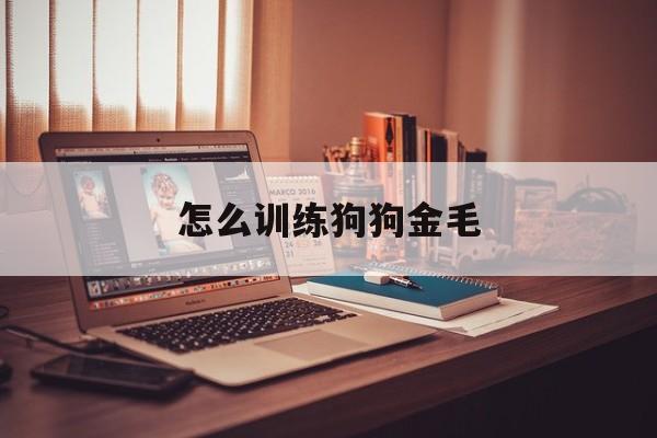 怎么训练狗狗金毛(训练金毛的方法大全)