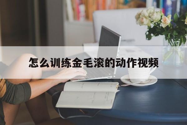 怎么训练金毛滚的动作视频(怎么训练金毛滚的动作视频大全)