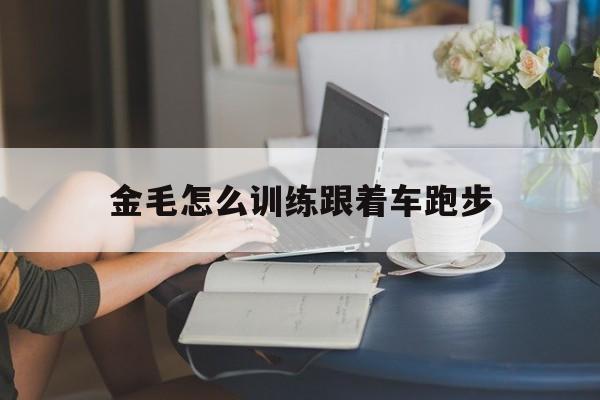 金毛怎么训练跟着车跑步(怎么训练金毛出门跟着主人走)