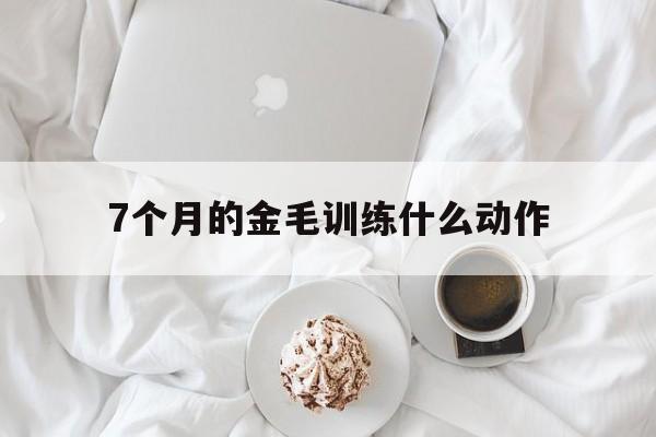 7个月的金毛训练什么动作的简单介绍