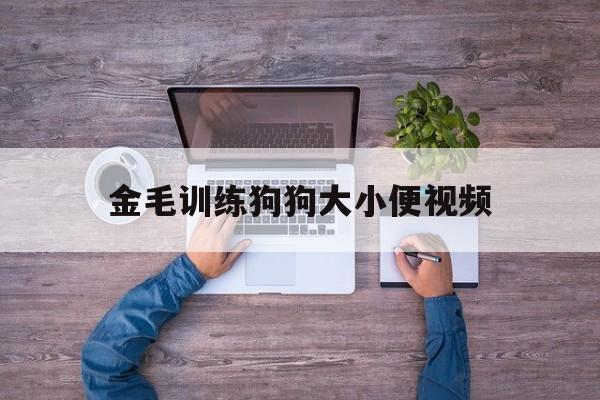 金毛训练狗狗大小便视频(金毛训练狗狗大小便视频大全)