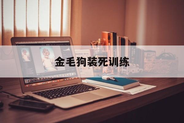 金毛狗装死训练(金毛被训视频播放)