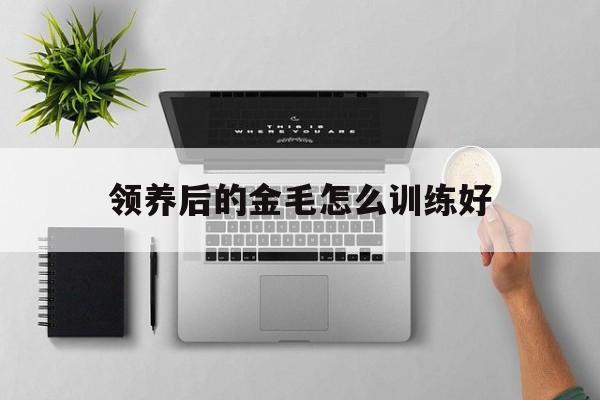 领养后的金毛怎么训练好(领养后的金毛怎么训练好呢)