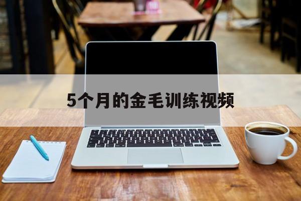 5个月的金毛训练视频(五个月的金毛需要多大的运动量)