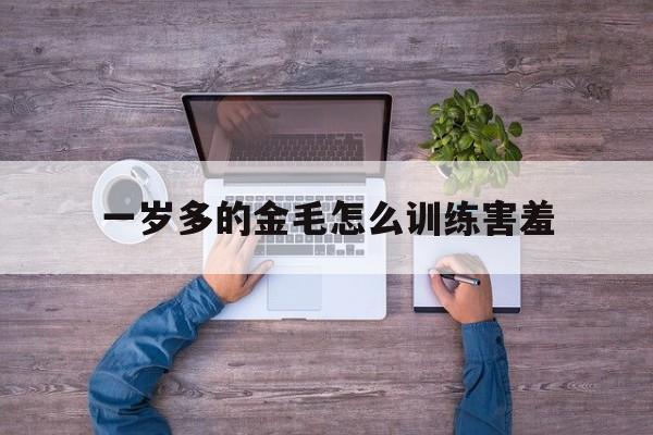 一岁多的金毛怎么训练害羞(怎样训练一岁金毛定点大小便)