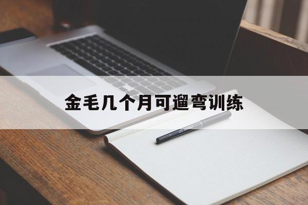 金毛几个月可遛弯训练(金毛几个月可以开始跑步)