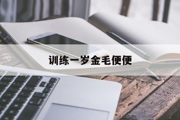 训练一岁金毛便便(金毛吃自己大便正常吗)