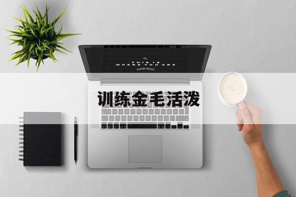 训练金毛活泼(金毛狗狗训练方法)